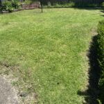 Back yard after lawn mowing